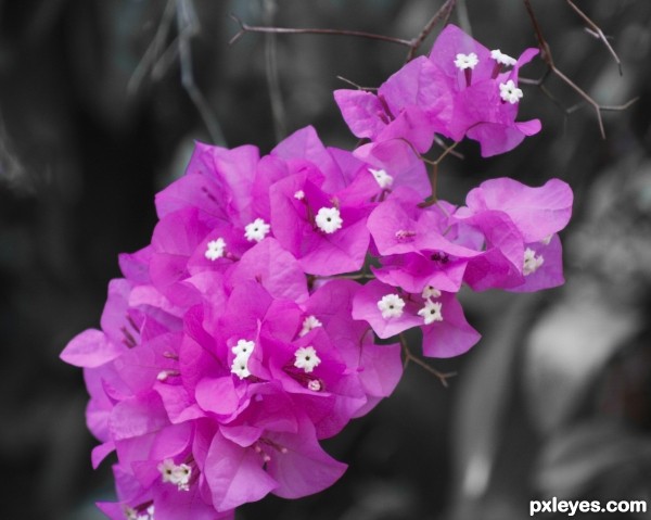 Bougainvillea